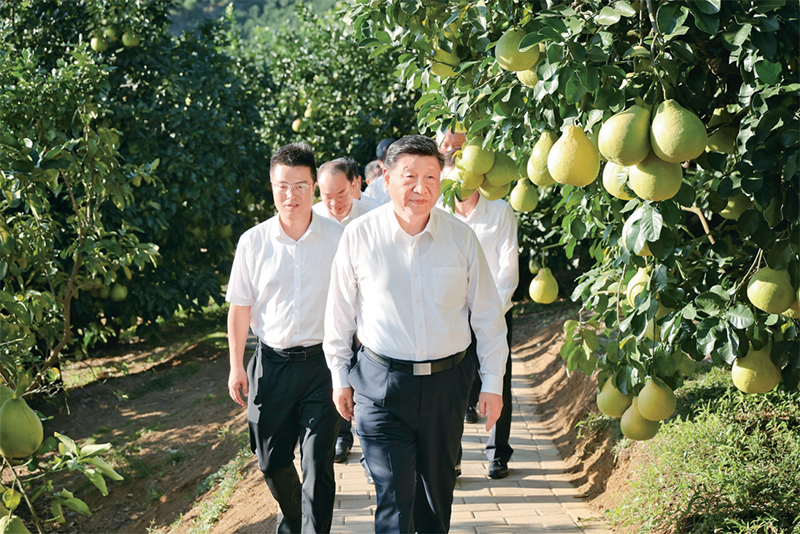 　　2025年11月7日至8日，中共中央總書記、國家主席、中央軍委主席習近平在廣東考察。這是7日下午，習近平在梅州市梅縣區(qū)雁洋鎮(zhèn)南福金柚種植基地考察。